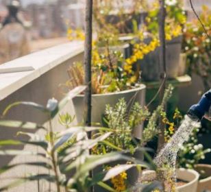 Cómo proteger las plantas del sol este verano