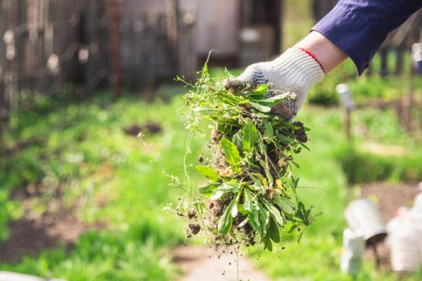 Recuperación de un jardín descuidado