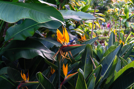 Ventajas de introducir plantas autóctonas en jardines comunitarios