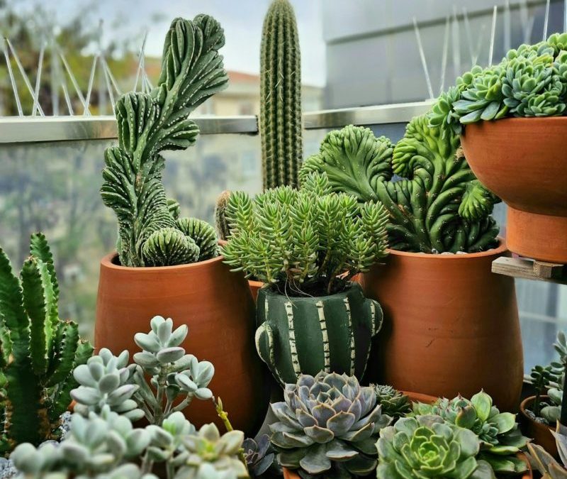 Cómo elegir plantas resistentes para jardines comunitarios en zonas costeras