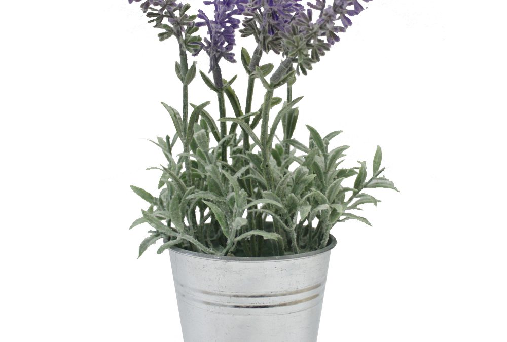 Plantas resistentes para climas difíciles y de bajo mantenimiento