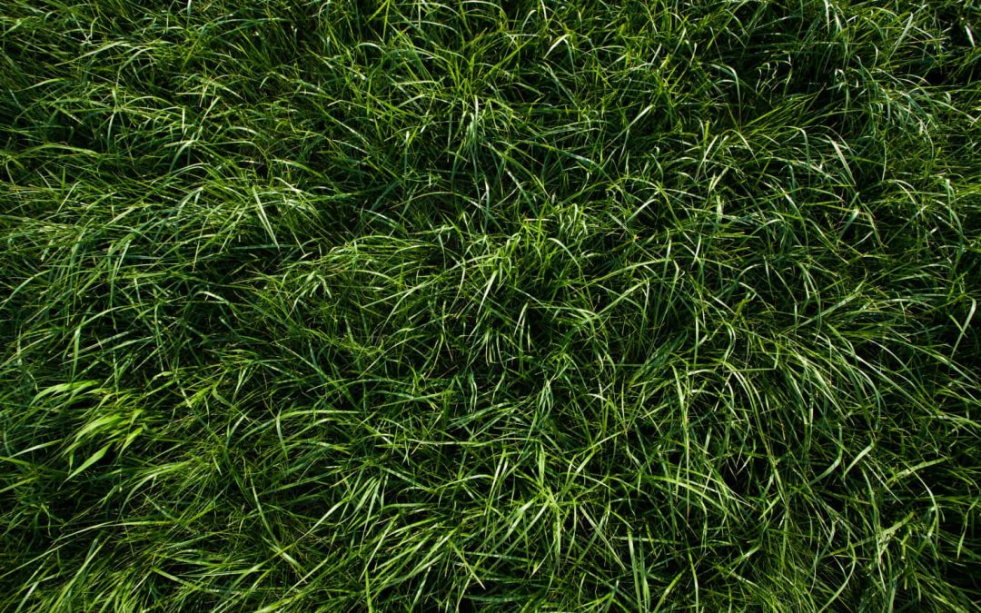 🌿 Cómo mantener tu césped verde todo el año