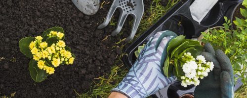 🌿 Jardinería sostenible: Cómo mantener espacios verdes sin complicaciones